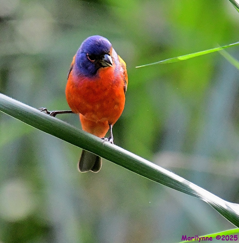 DSC_2715_001.JPG