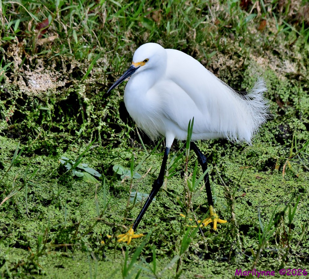 DSC_2715_001.JPG