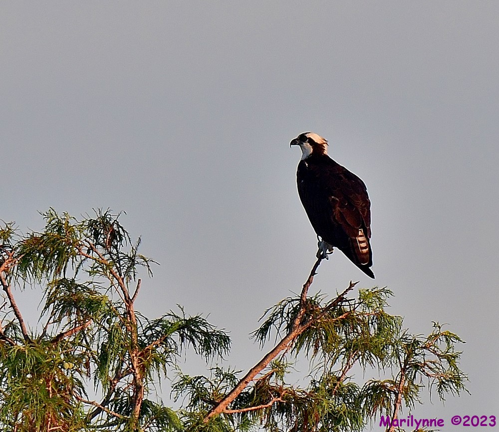 DSC_2716_001.JPG