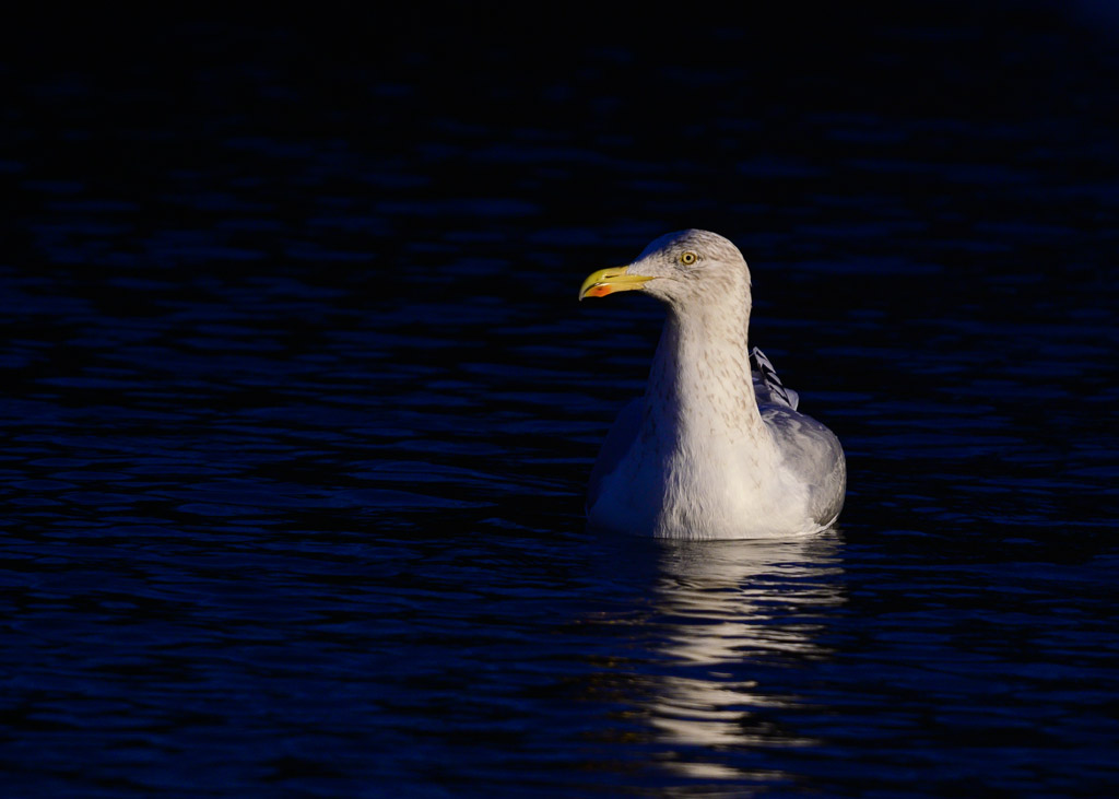 DSC_2718.jpg
