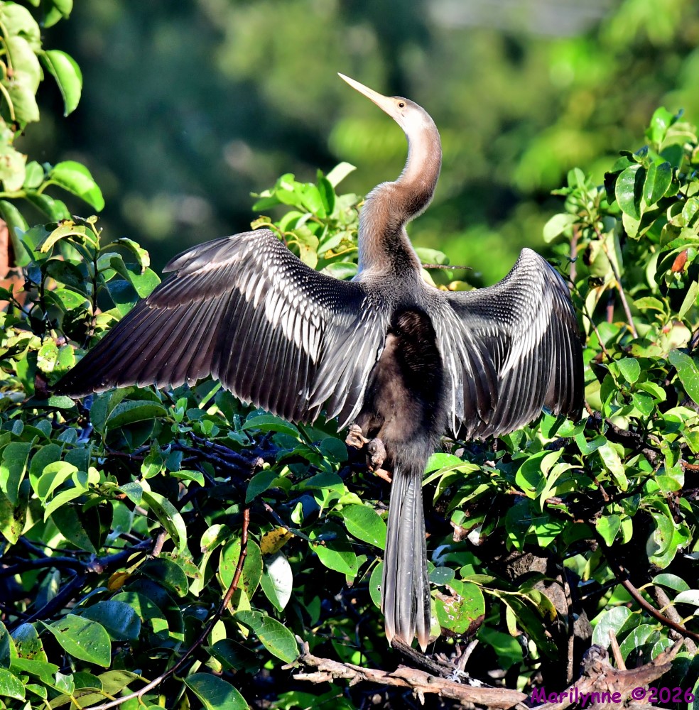 DSC_2718_001.JPG