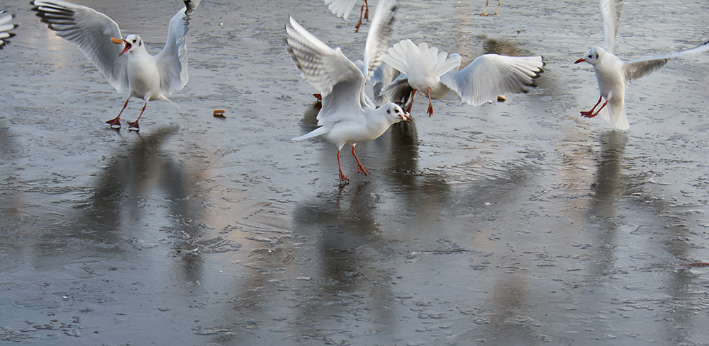 DSC_2719.jpg