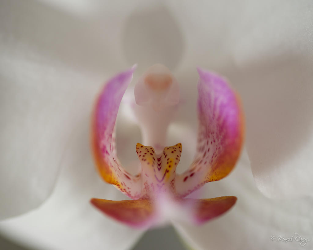 DSC_2720.jpg