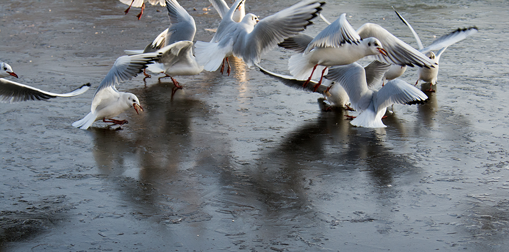 DSC_2721.jpg