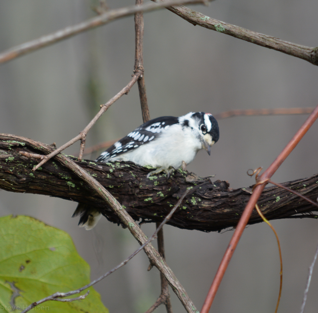 DSC_2723.jpg