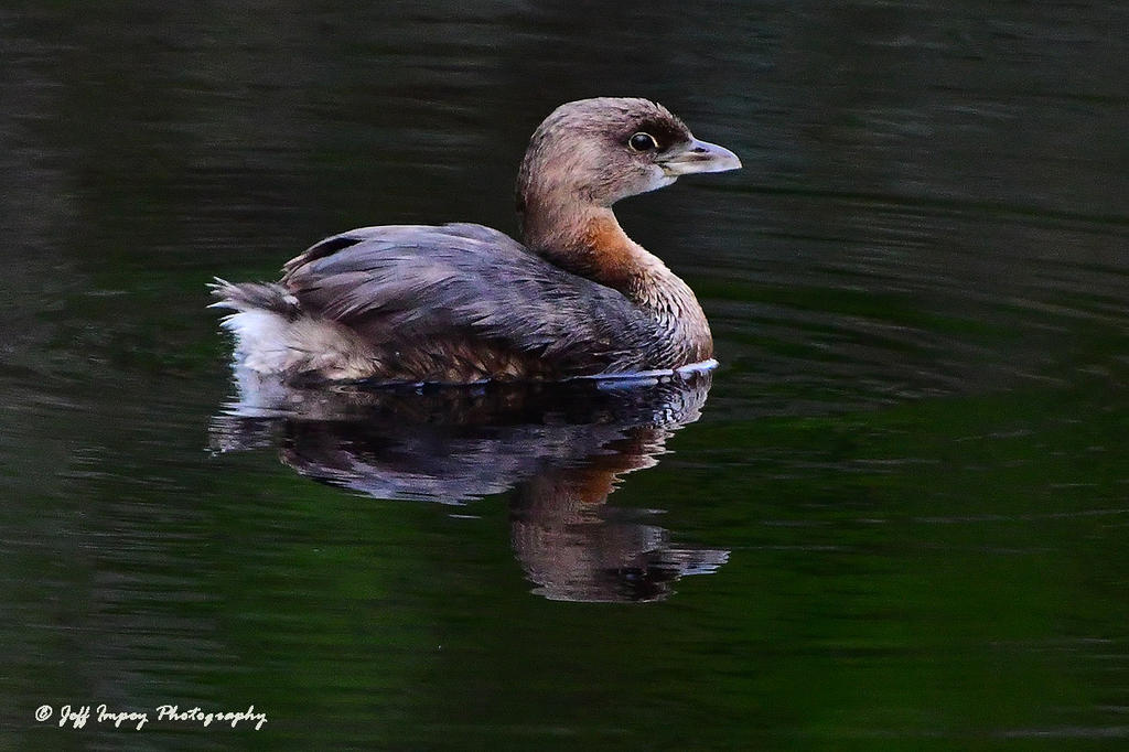 DSC_2725.jpg