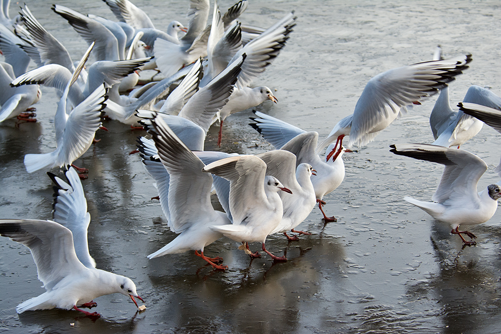 DSC_2727.jpg