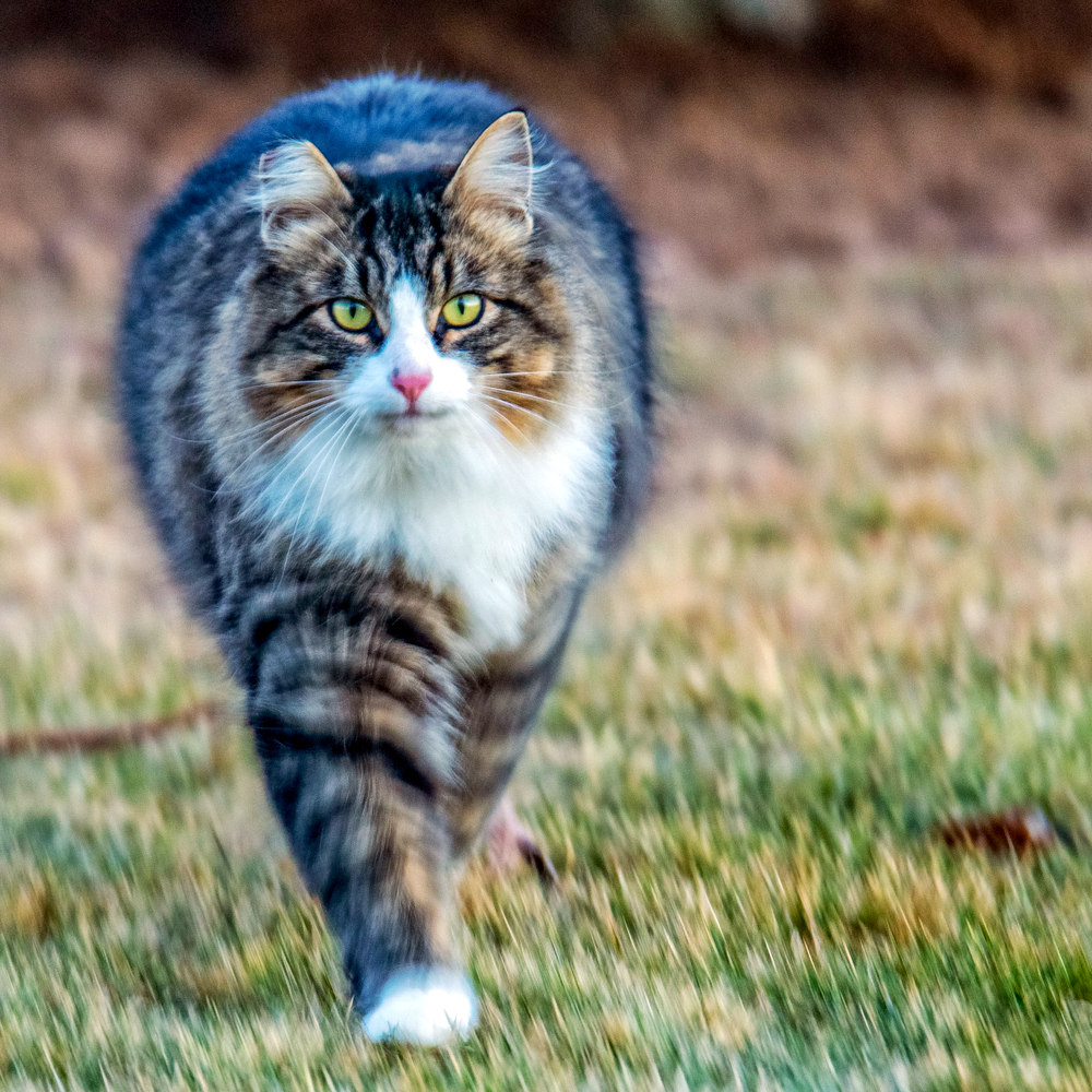 DSC_2728-Edit-001.jpg