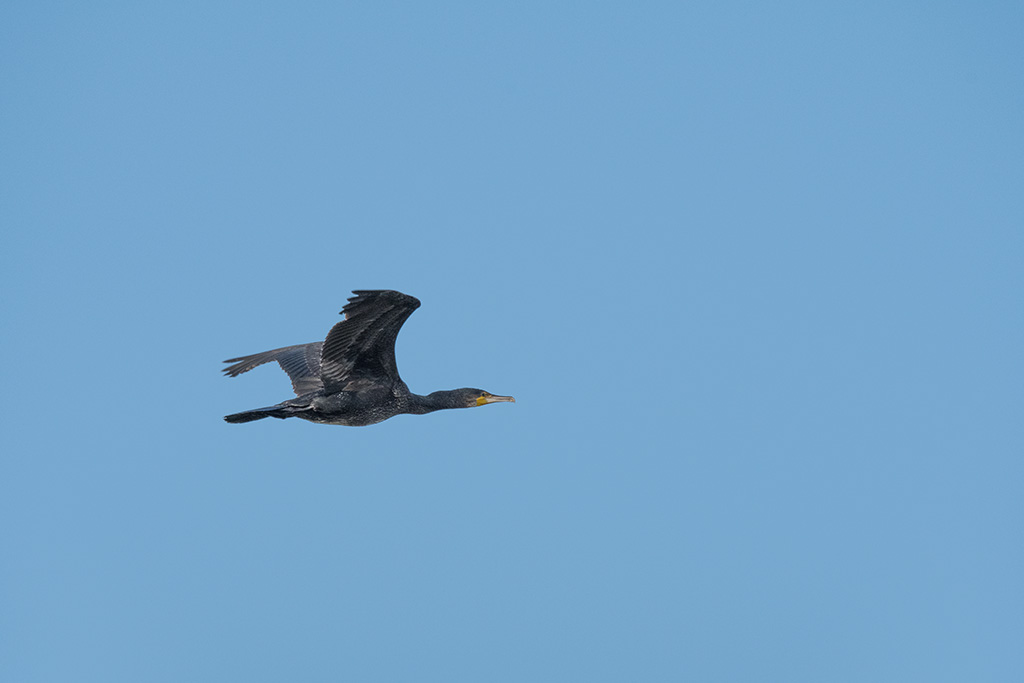 DSC_2729.jpg