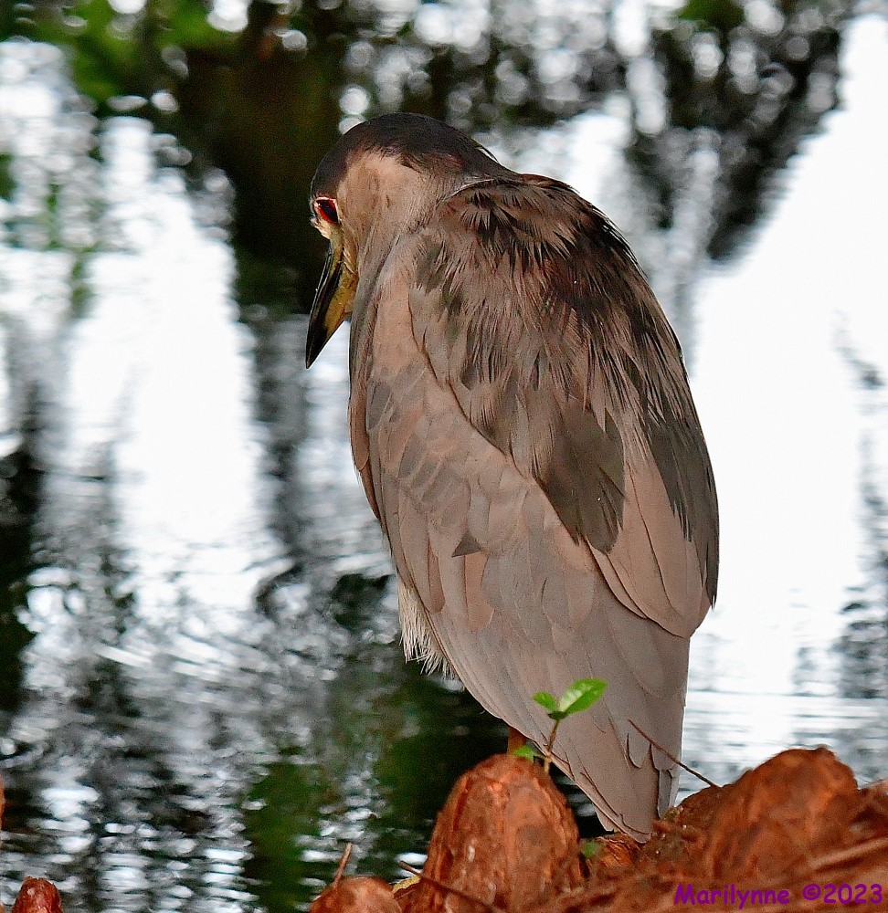 DSC_2731_001.JPG