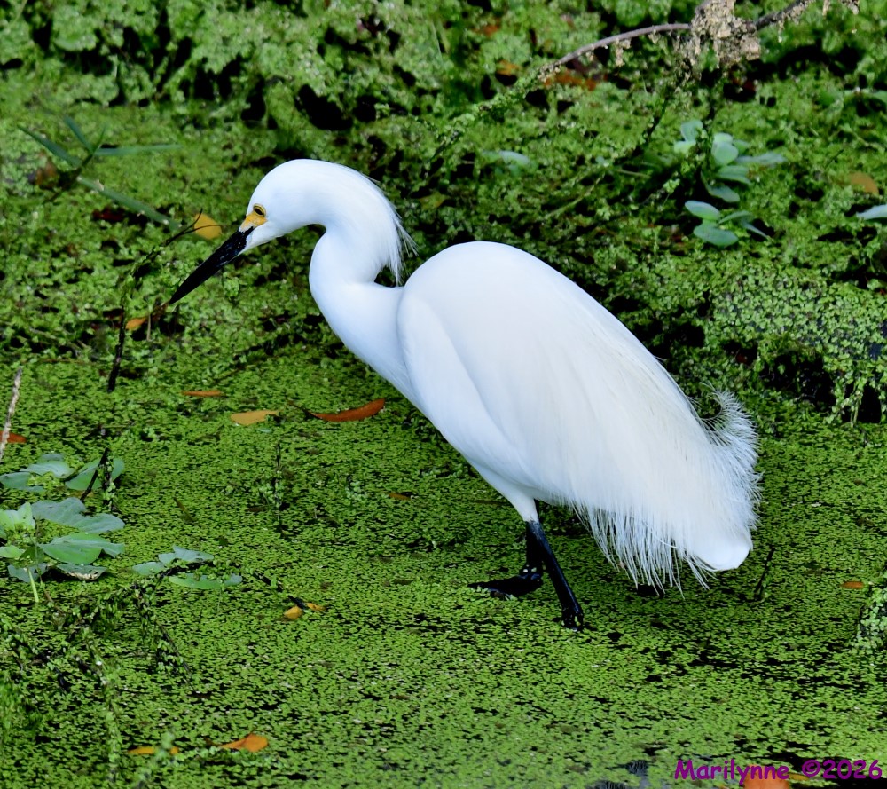 DSC_2731_001.JPG