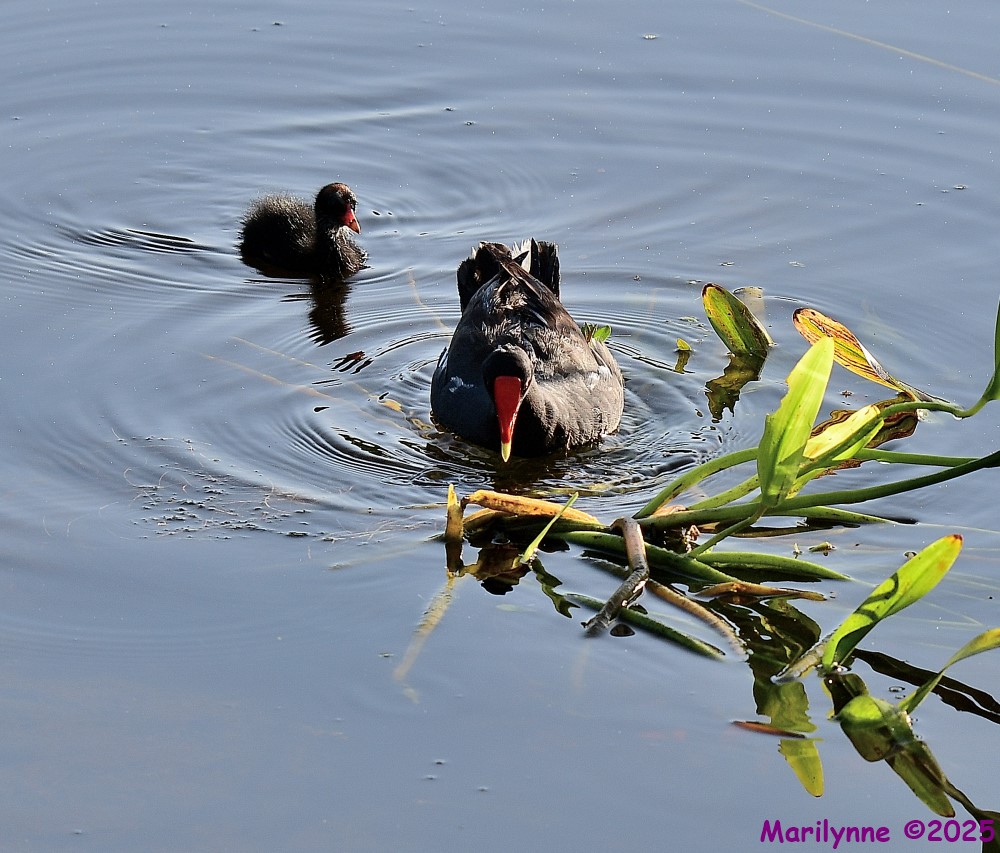 DSC_2732_001.JPG
