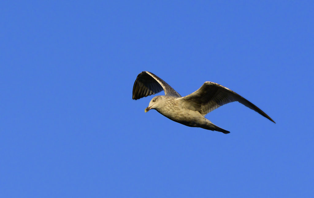 DSC_2734.jpg