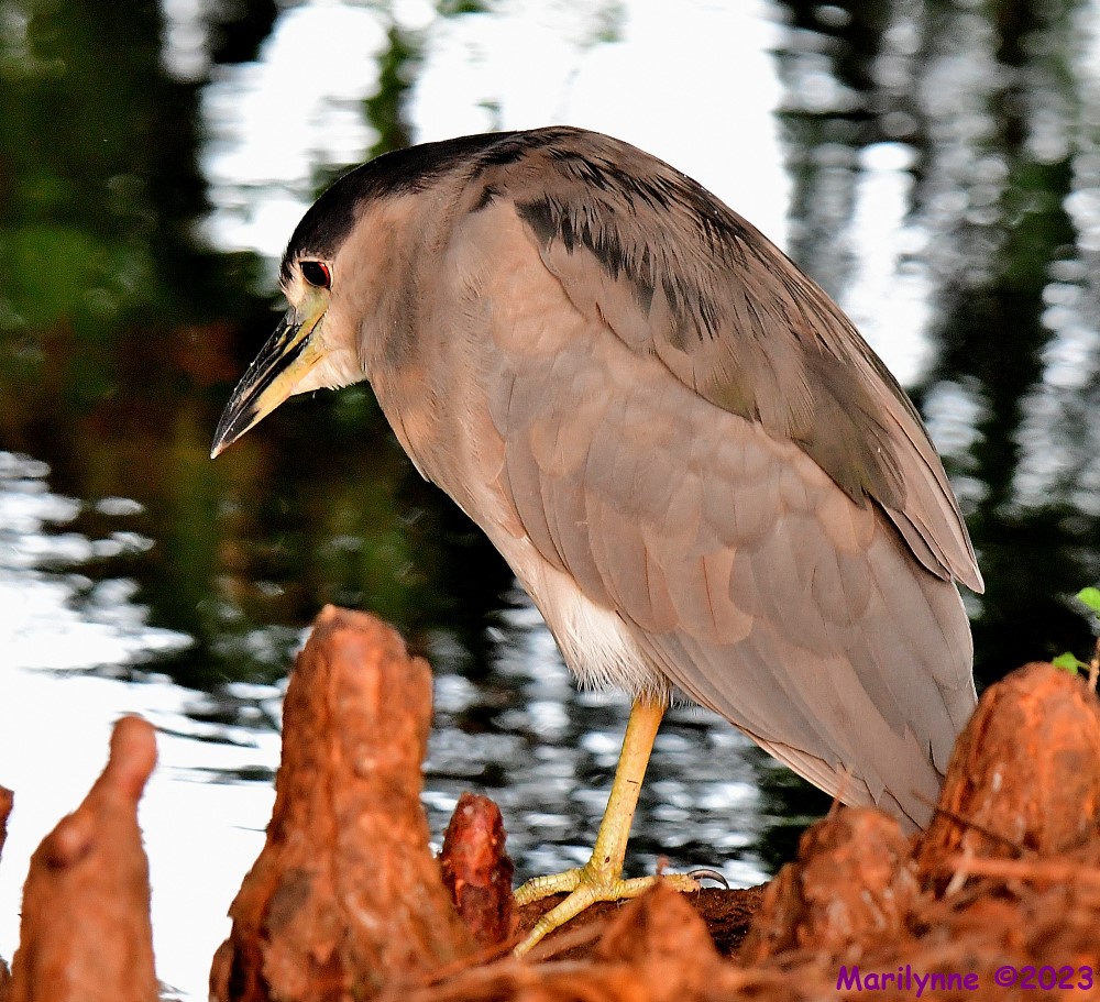 DSC_2734_001.JPG
