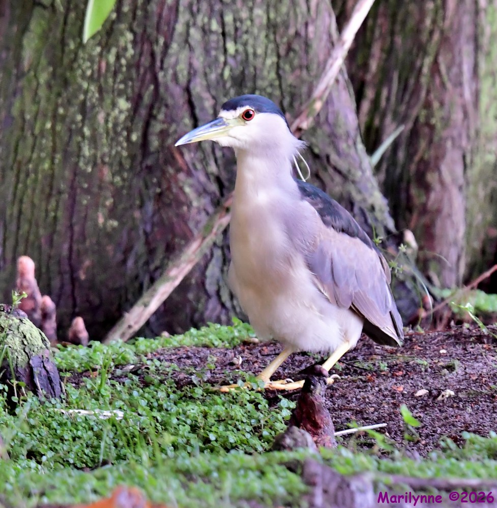 DSC_2734_001.JPG