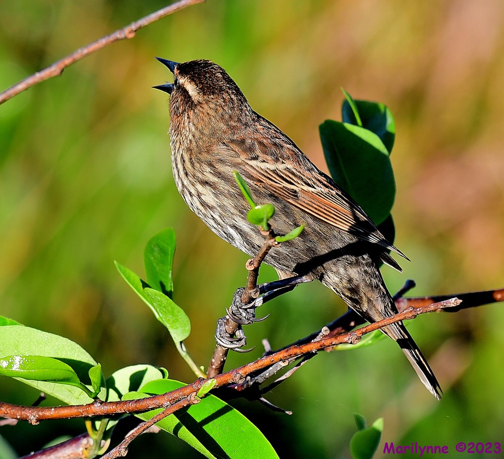 DSC_2735_001.JPG