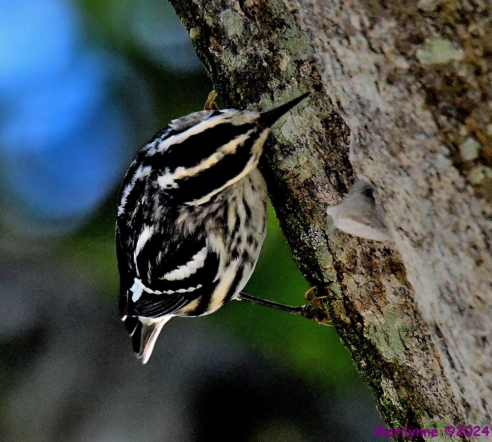 DSC_2735_001.JPG
