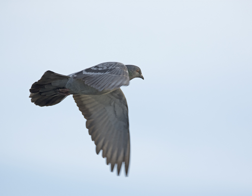 DSC_2736.jpg