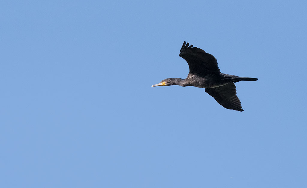 DSC_2736.jpg