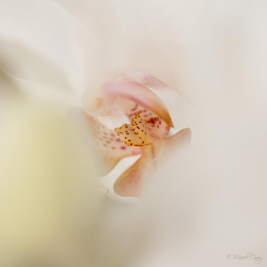 DSC_2736.jpg
