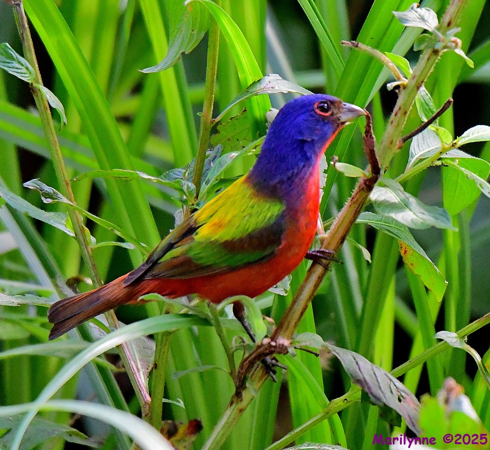 DSC_2738_001.JPG