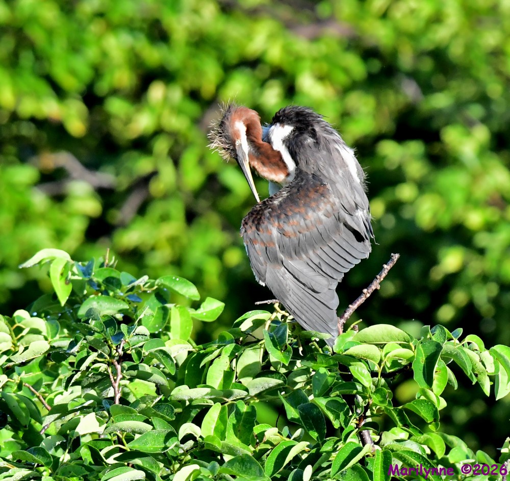 DSC_2739_001.JPG