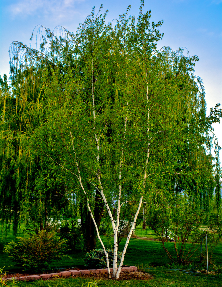 DSC_2740.jpg