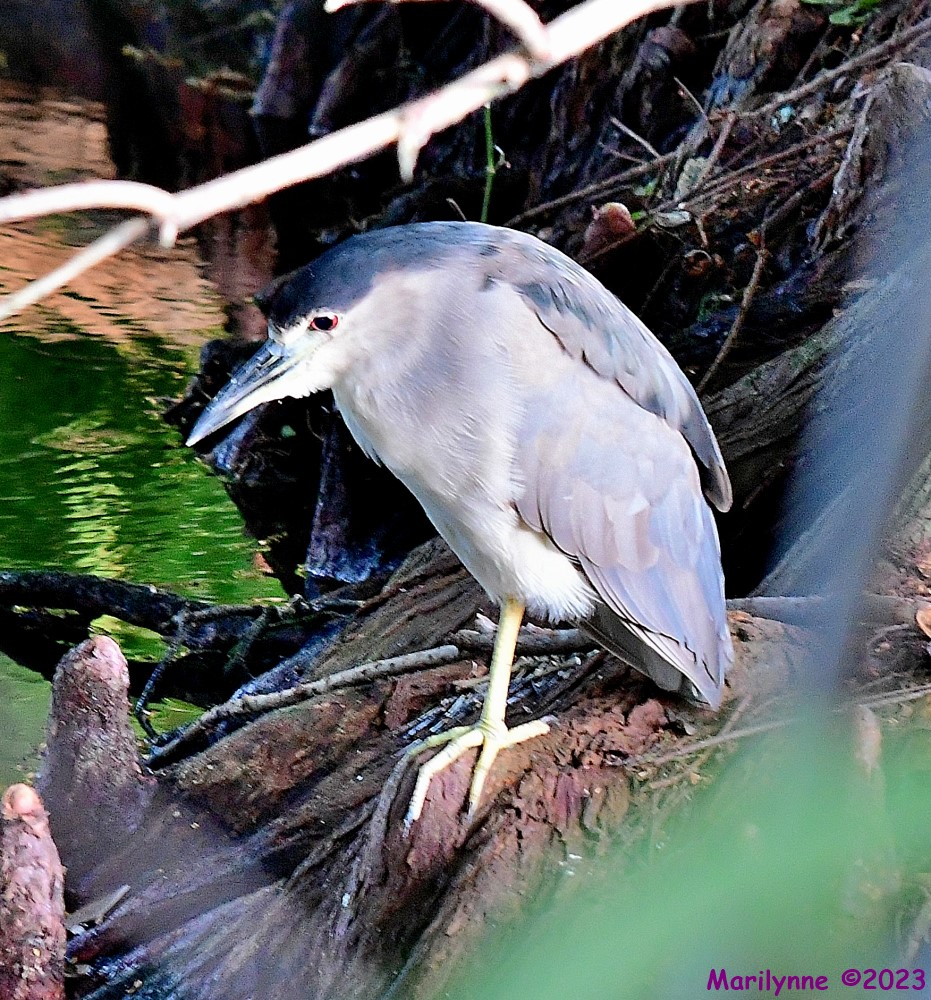 DSC_2741_001.JPG