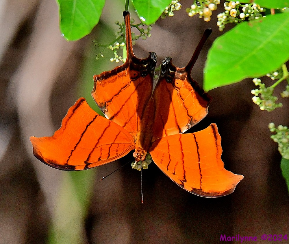 DSC_2741_001.JPG