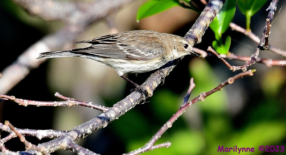 DSC_2743_001.JPG