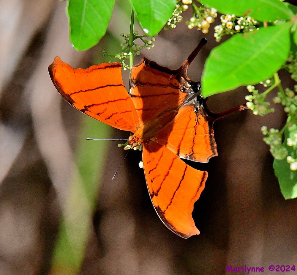 DSC_2743_001.JPG