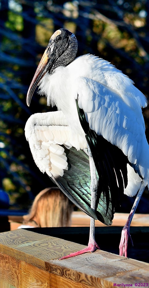 DSC_2745_001.JPG