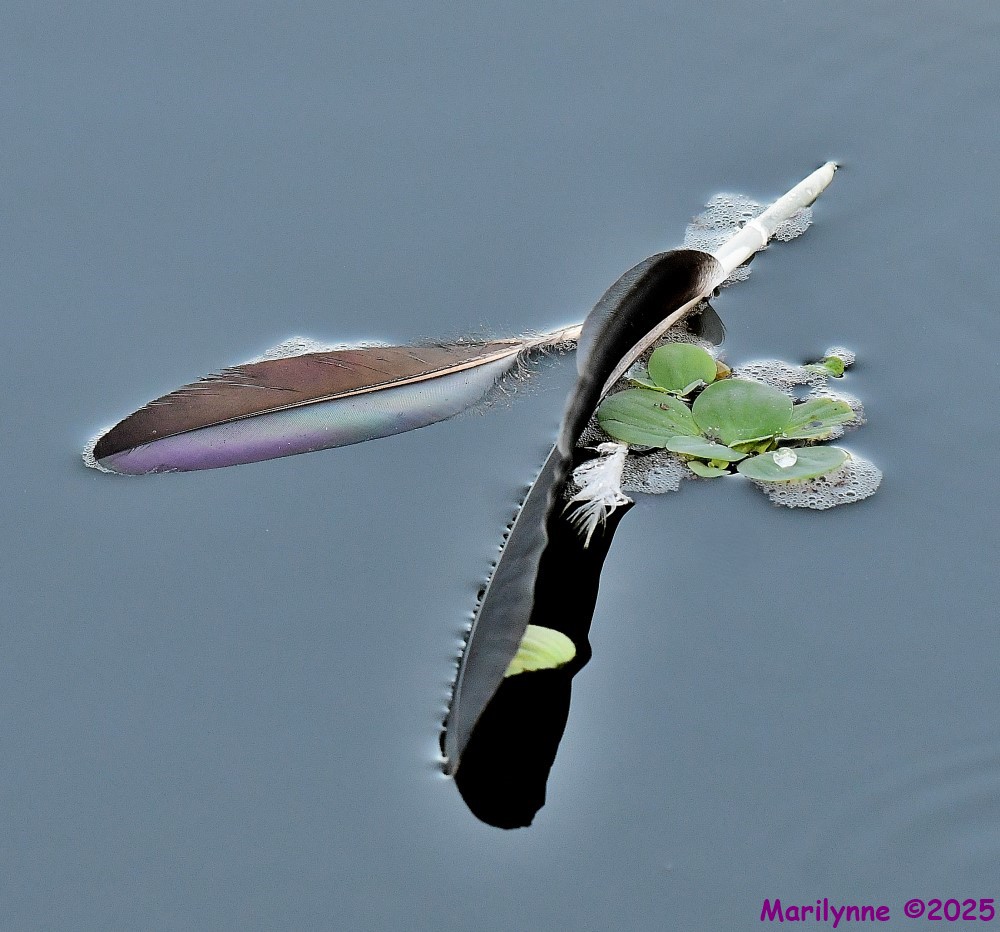 DSC_2745_001.JPG
