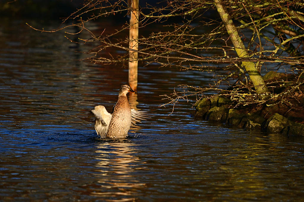 DSC_2746.jpg