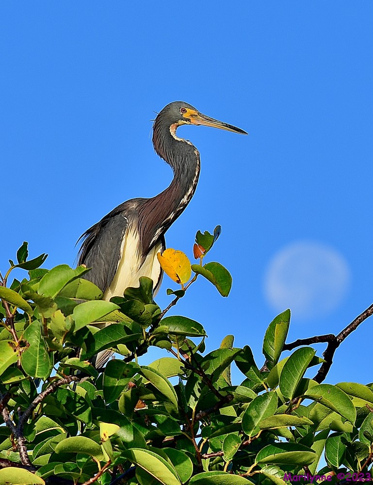 DSC_2746_001.JPG