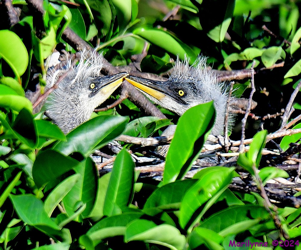 DSC_2746_001.JPG