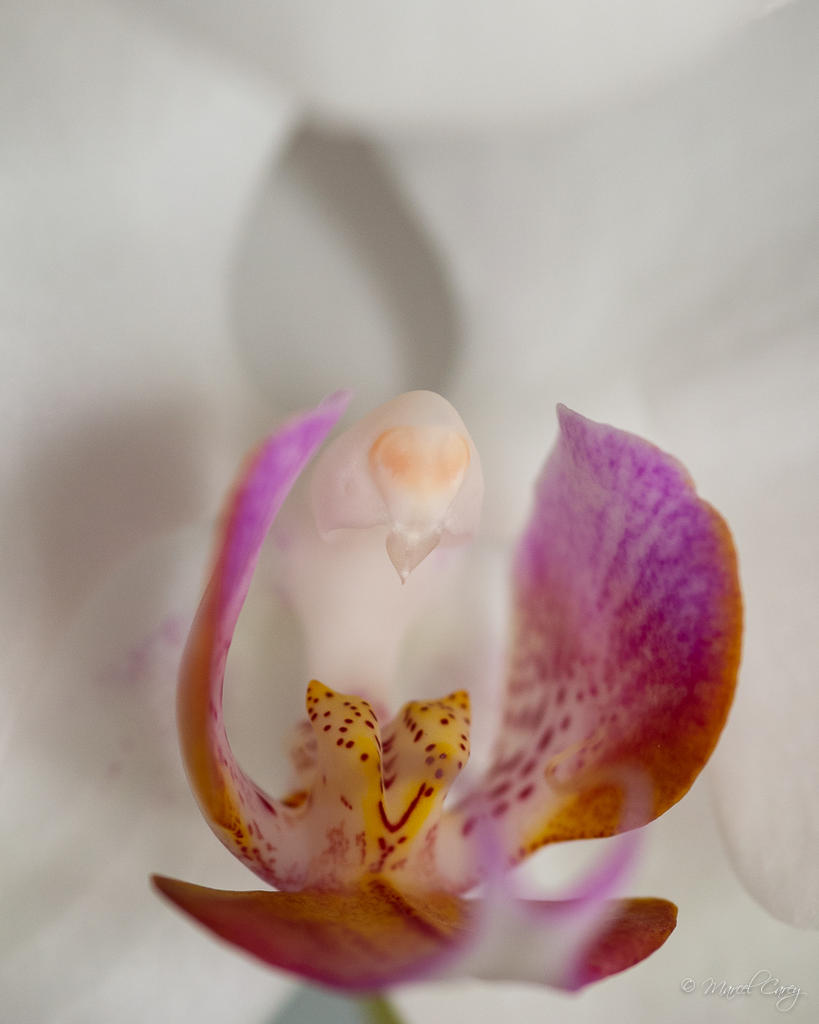 DSC_2747.jpg