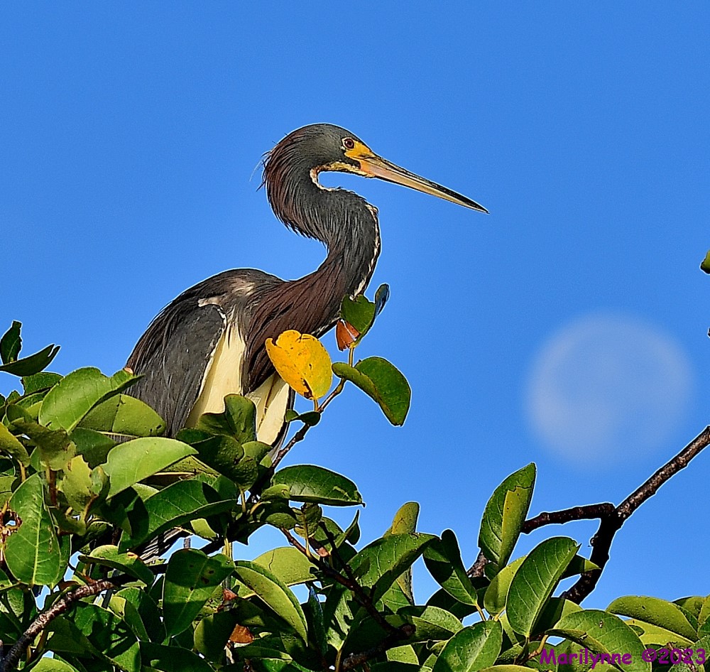 DSC_2747_001.JPG