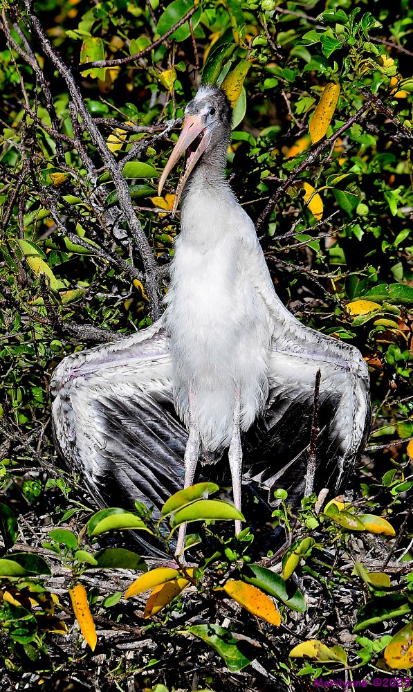 DSC_2747_001.JPG
