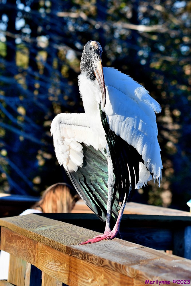 DSC_2748_001.JPG