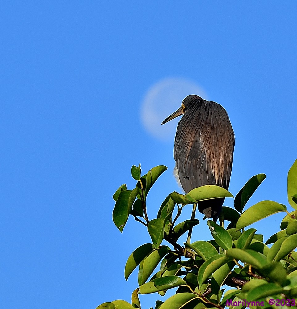 DSC_2749_001.JPG