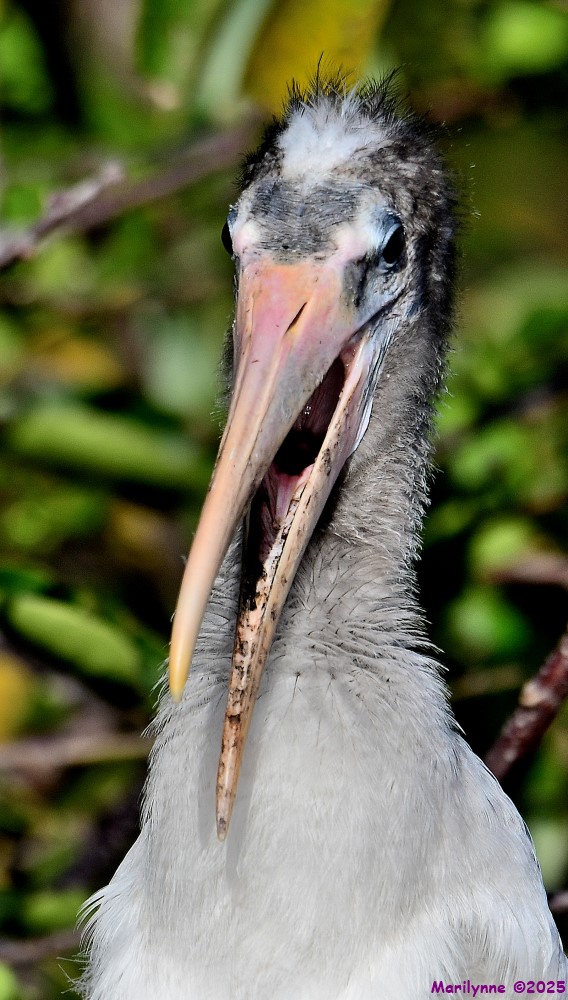 DSC_2750_001.JPG
