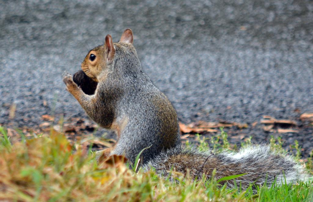 DSC_2752.jpg