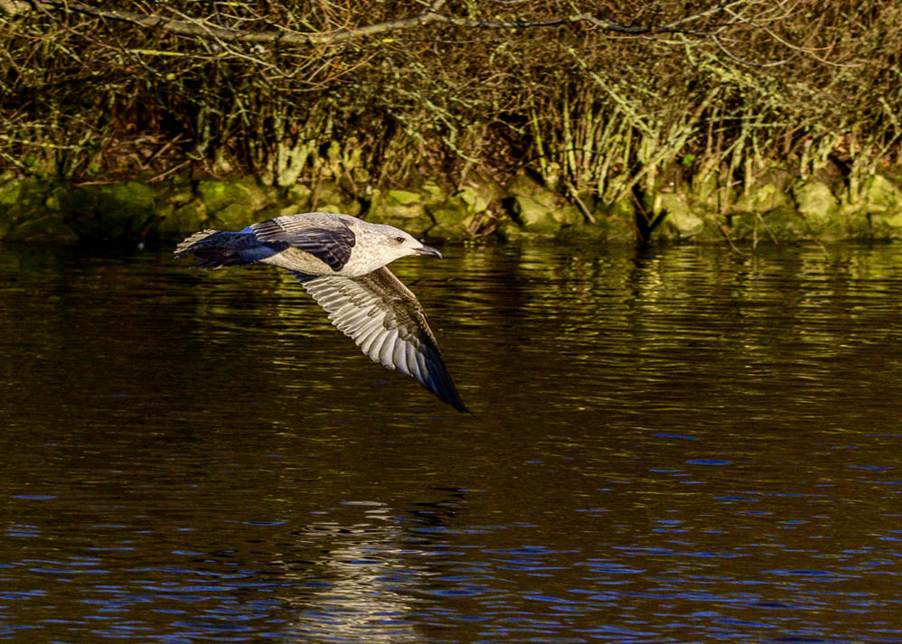 DSC_2752.jpg