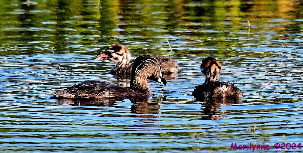 DSC_2752_001.JPG