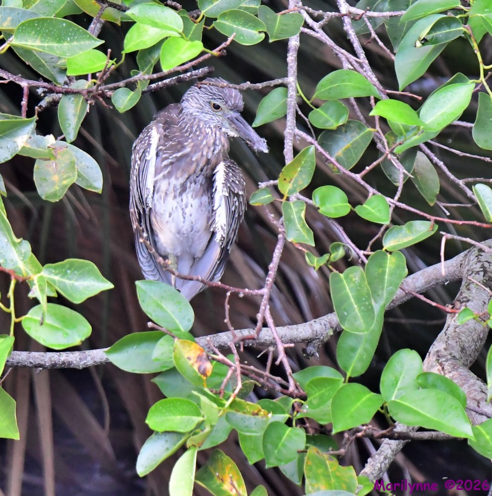 DSC_2752_001.JPG