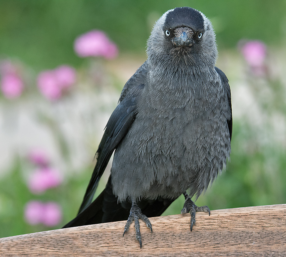 DSC_2754.jpg