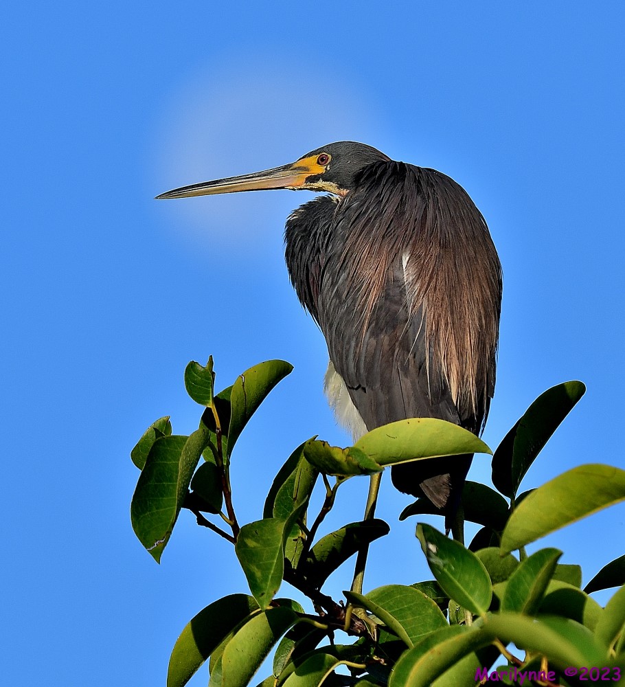 DSC_2754_001.JPG