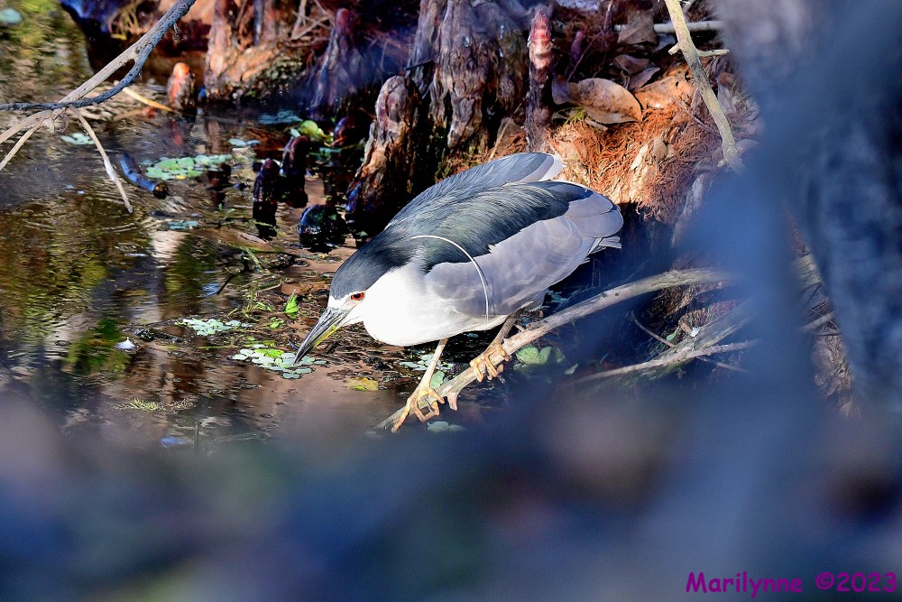 DSC_2758_001.JPG