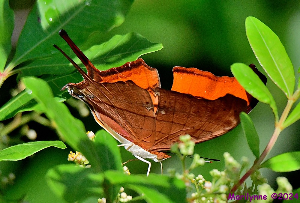 DSC_2758_001.JPG
